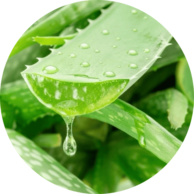 Aloe Vera Extract