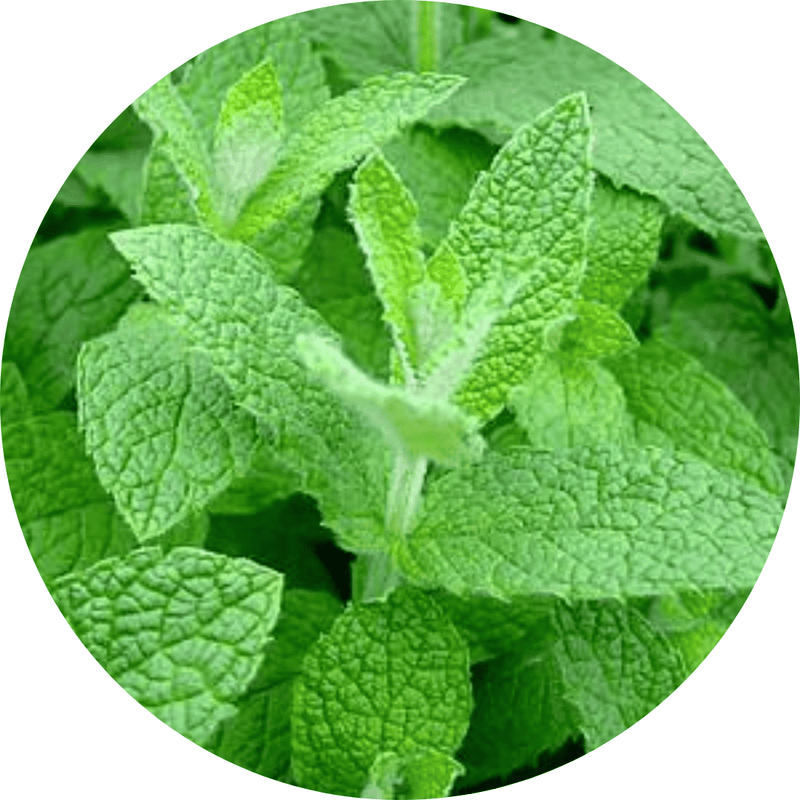 Peppermint Extract