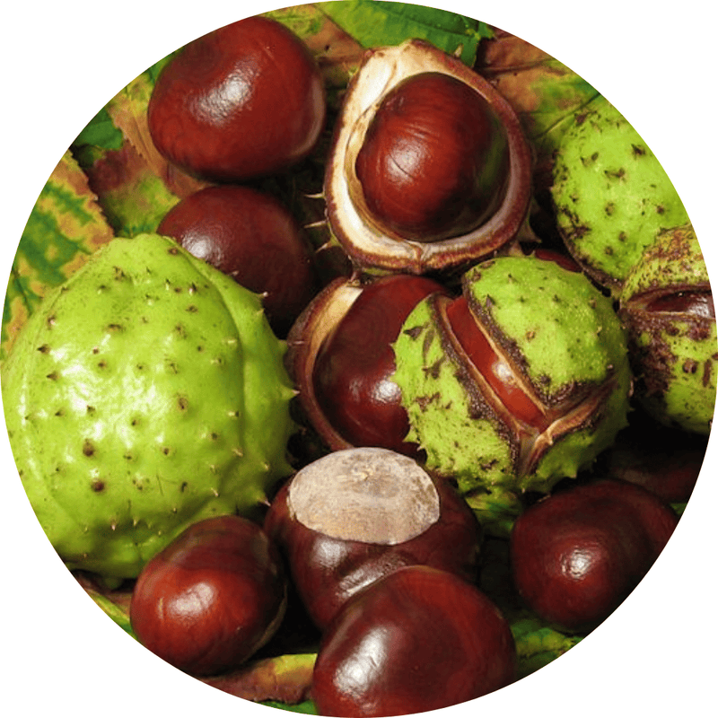 Horse Chestnut