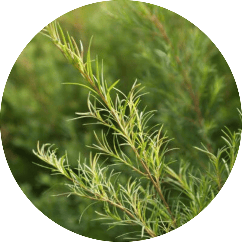 Tea Tree